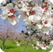 Growing almond trees
