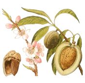 Planting your own almond trees