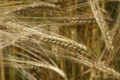Growing barley