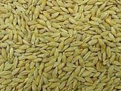 growing barley