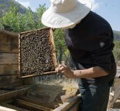 Beekeeping