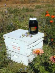 raising bees in your farm