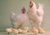 raising chicken