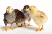 raising your own poultry