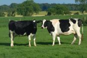 Raising Cows