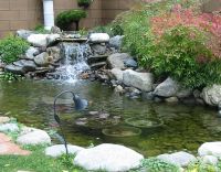 Raising Fish
