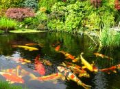raising and farming your own fish