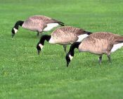 raising geese