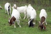 Raising goats