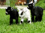 Raising your own farm goats
