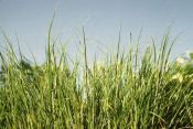 Grass and Hay for Animals