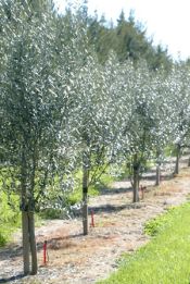 planting olive trees in your farm