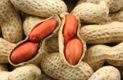 Growing peanuts