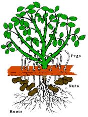 planting your own peanuts in your farm