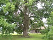 Growing pecan trees