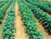 Growing your own crop of potatoes