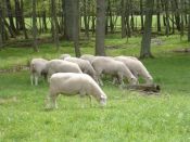 Raising sheep