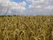growing wheat