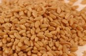 growing your own crop wheat