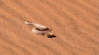 Dangers in the Desert
