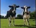 Raising Animals Off the Grid