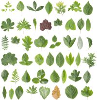 Poisonous Plants