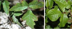 Poison Oak