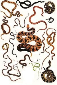 Venomous Snakes