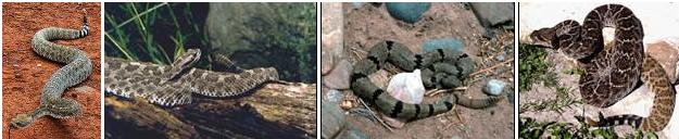 Rattlesnake