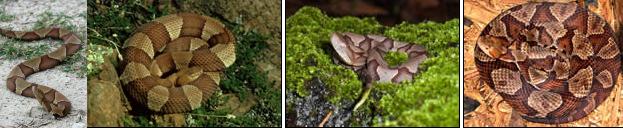 Copperhead Snake