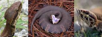 Cottonmouth