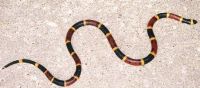 Coral Snake