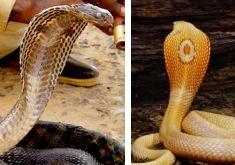Cobra Snake
