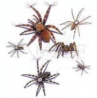 Poisonous Spiders