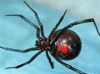 Black Widow