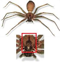 Brown Recluse Spider
