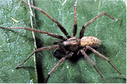 Hobo Spiders