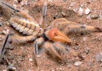 Camel Spider