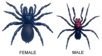 Mouse Spider